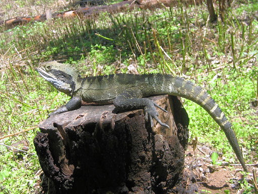 Physignathus lesueurii