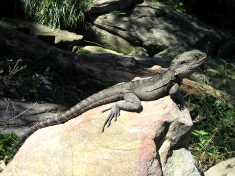 Physignathus lesueurii