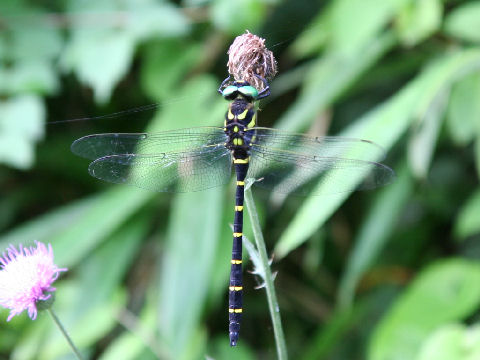 Anotogaster sieboldii 