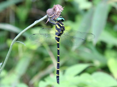 Anotogaster sieboldii 