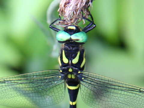 Anotogaster sieboldii 