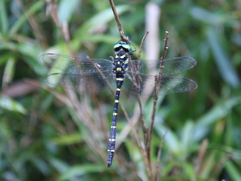 Anotogaster sieboldii 