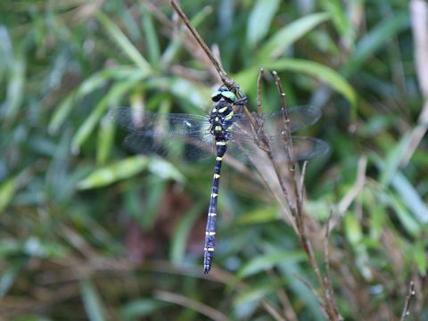 Anotogaster sieboldii 