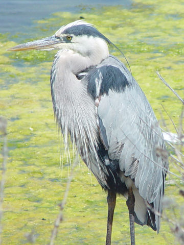 Ardea herodias