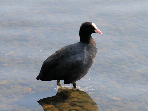 Fulica atra