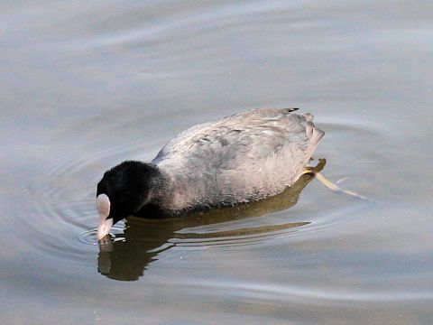 Fulica atra