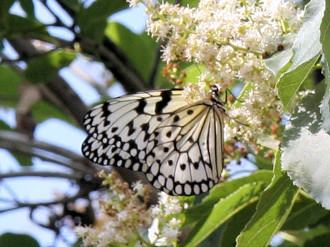 Idea leuconoe