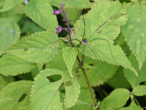 Leiobunum japanense japonicum