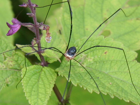 Leiobunum japanense japonicum