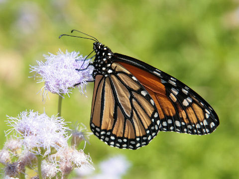 Danaus plexippus