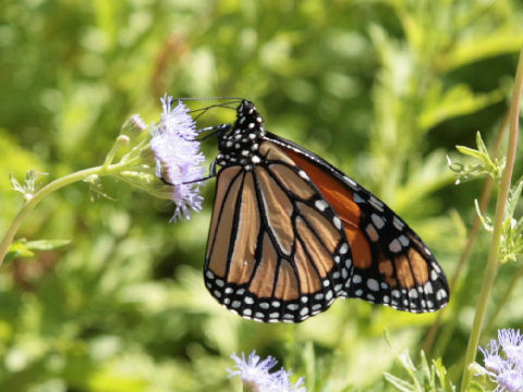 Danaus plexippus