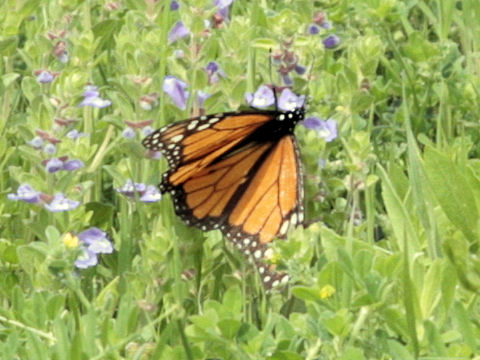 Danaus plexippus