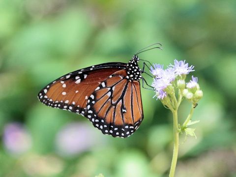 Danaus plexippus