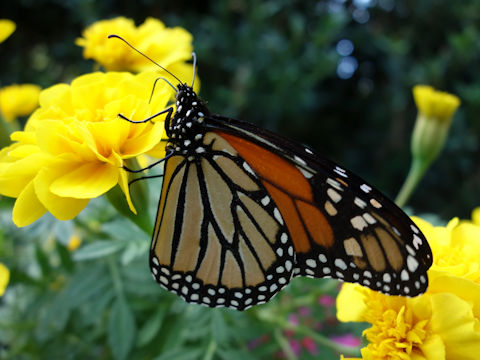 Danaus plexippus