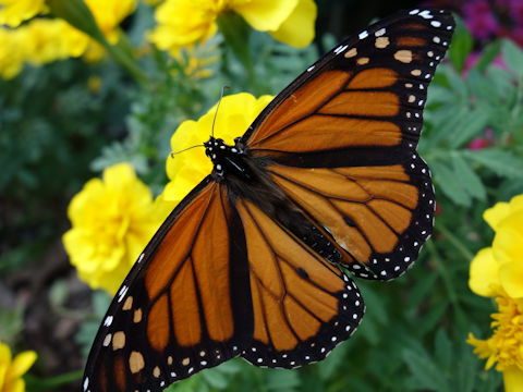 Danaus plexippus