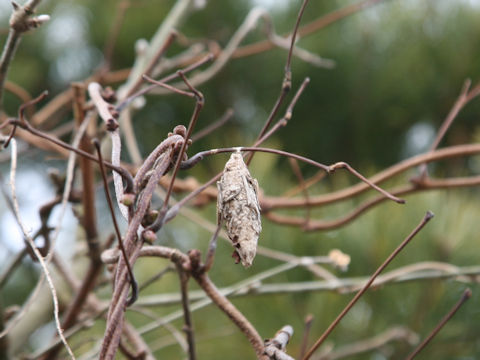 Eumeta japonica