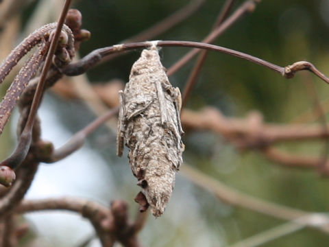 Eumeta japonica