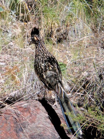 Geococcyx californianus