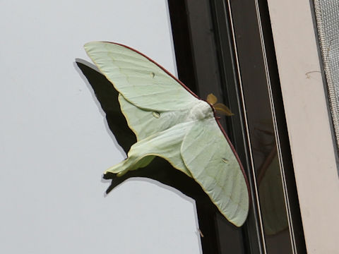 Actias aliena