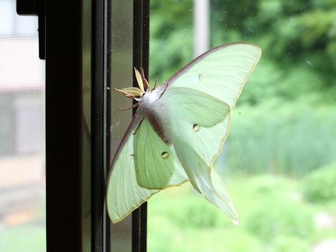 Actias aliena