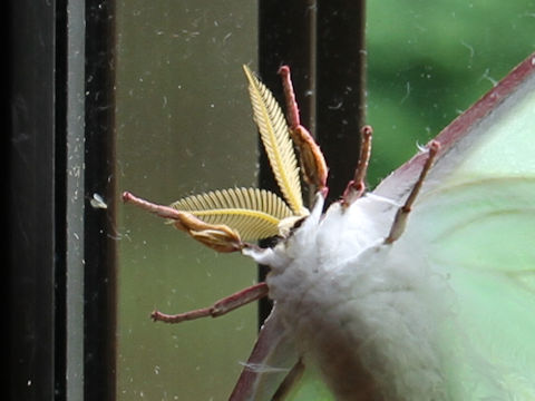 Actias aliena