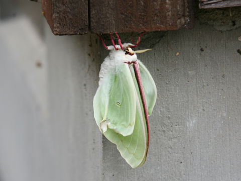 Actias aliena