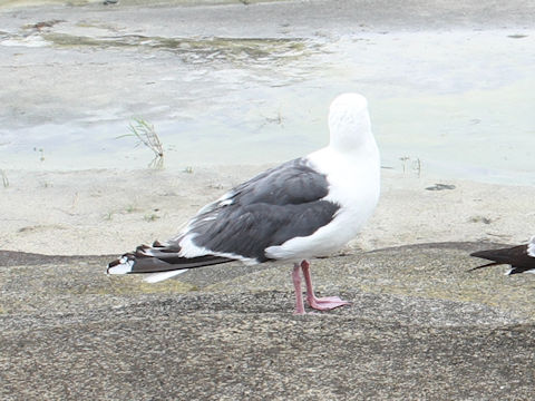 Larus schistisagus