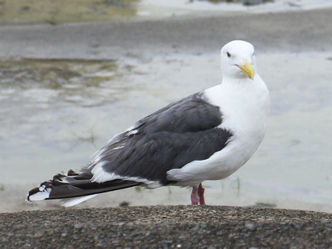 Larus schistisagus