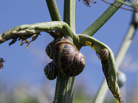 Helix aspersa