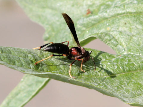 Polistes annularis