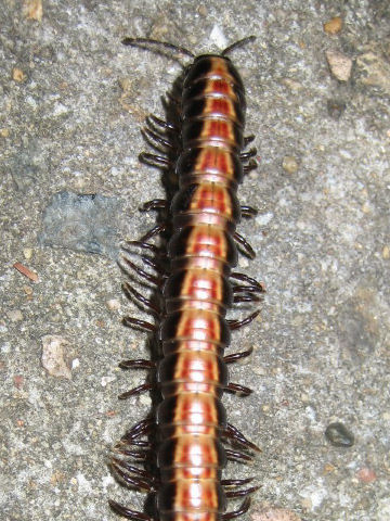 Polydesmid millipedes