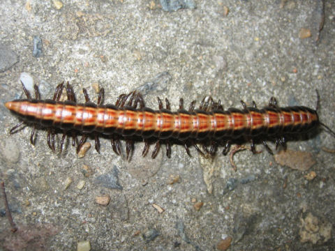 Polydesmid millipedes