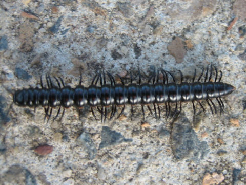 Polydesmid millipedes