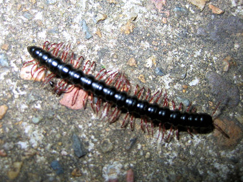 Polydesmid millipedes