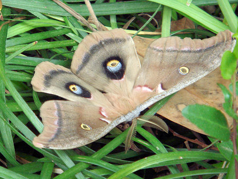 Antheraea polyphemus