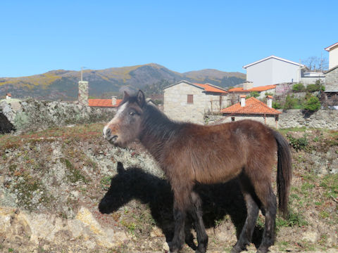 Equus ferus caballus