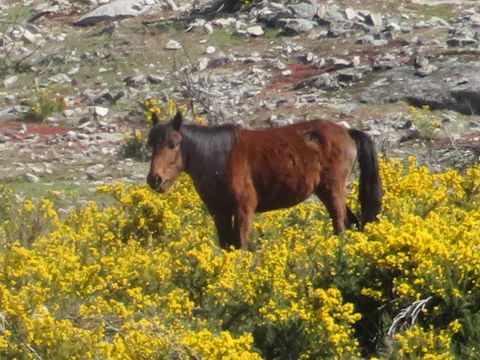 Equus ferus caballus