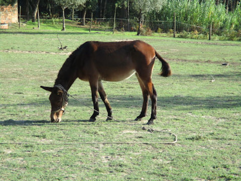 Equus asinus x Equus caballus