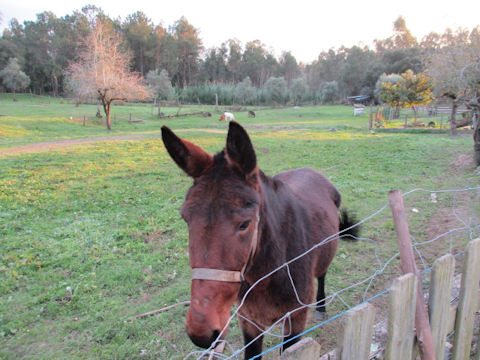 Equus asinus x Equus caballus