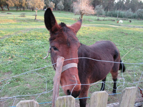 Equus asinus x Equus caballus