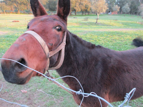 Equus asinus x Equus caballus