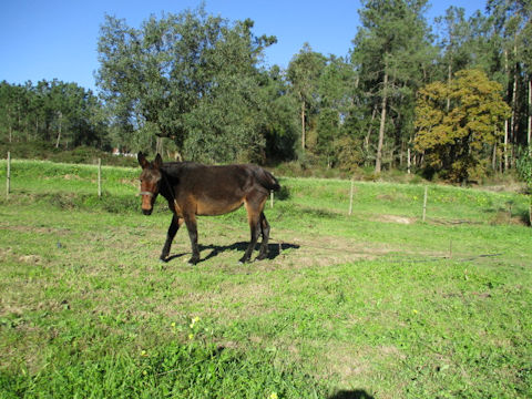 Equus asinus x Equus caballus