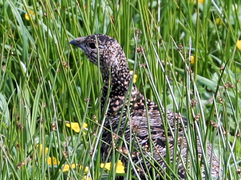 Lagopus mutus