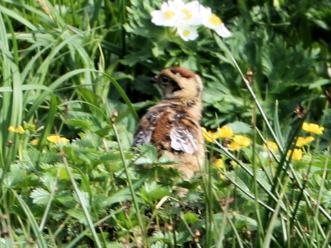 Lagopus mutus