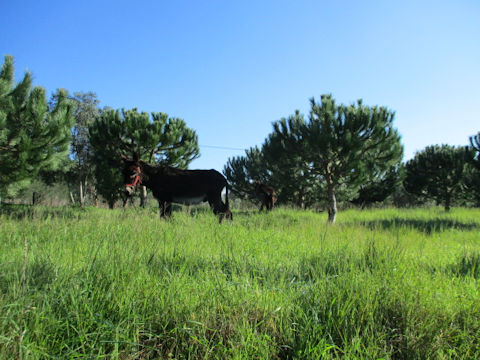 Equus africanus asinus