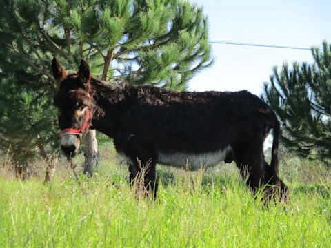 Equus africanus asinus