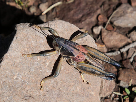 Romalea microptera