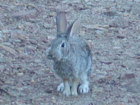 Sylvilagus audubonii