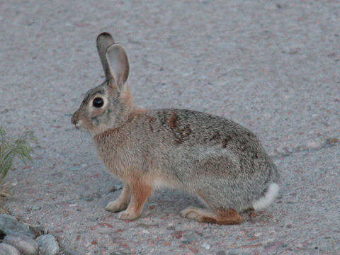 Sylvilagus audubonii