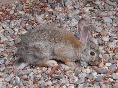 Sylvilagus audubonii